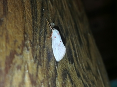 Enaemia basistriga