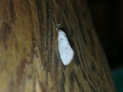 Enaemia basistriga