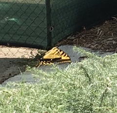 Papilio rutulus