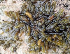 Splachnidium rugosum