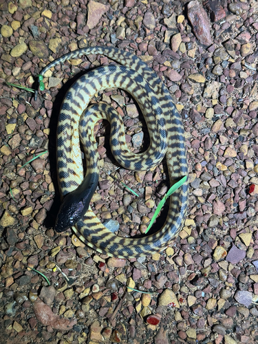 Black-headed Python sighting
