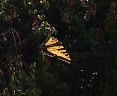 Papilio rutulus