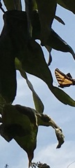 Papilio rutulus