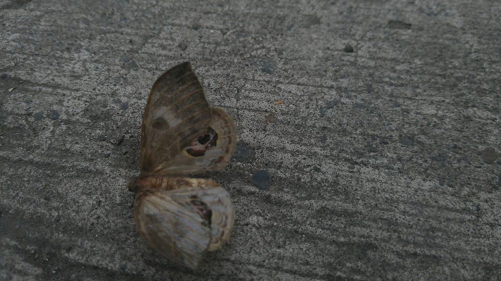Leucanella memusoides
