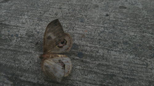 Leucanella memusoides