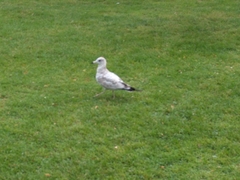 Larus delawarensis