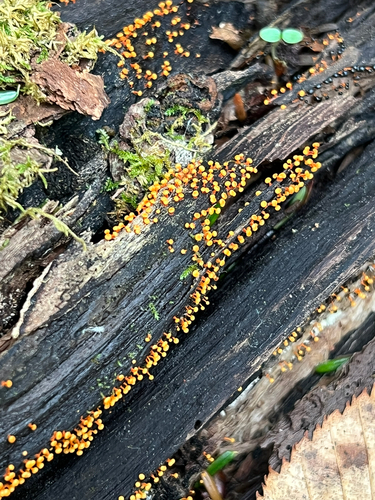 true slime molds
