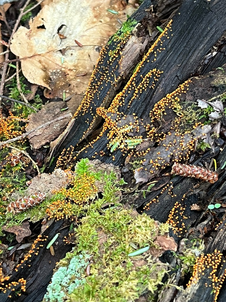 true slime molds