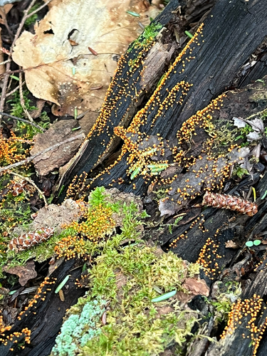 true slime molds