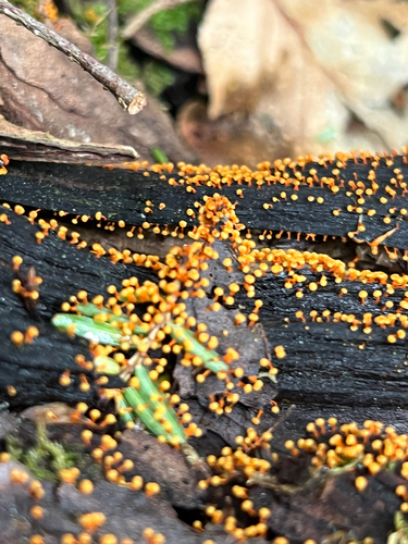 true slime molds