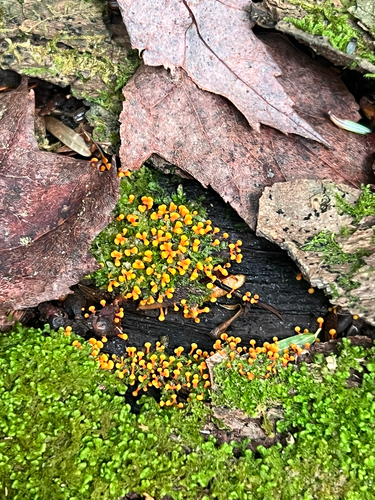true slime molds