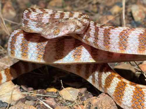Brown Tree Snake sighting