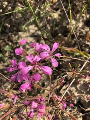 Pelargonium chelidonium