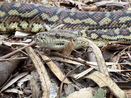 Inland Carpet Python sighting