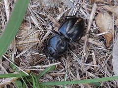 Pasimachus elongatus