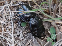 Pasimachus elongatus
