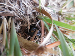 Pasimachus elongatus