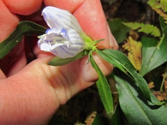 Gentiana decora