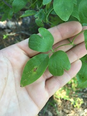 Clematis pitcheri