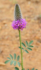 Dalea ornata