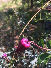 Clematis pitcheri