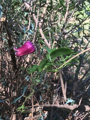 Clematis pitcheri