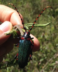 Stenaspis verticalis