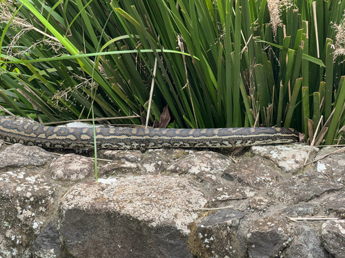 Coastal Carpet Python sighting
