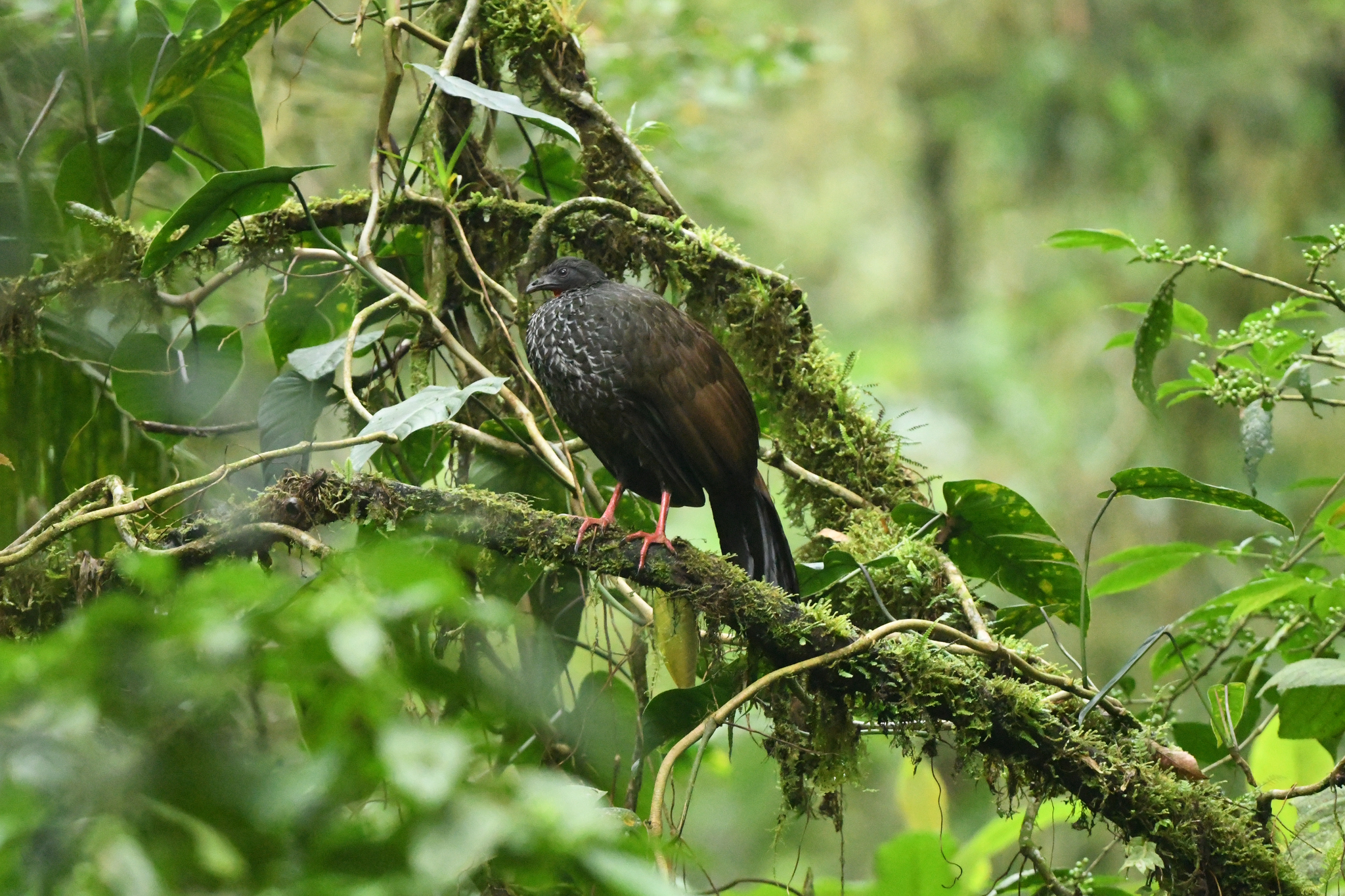 Cauca Guan (Penelope perspicax), photo 5