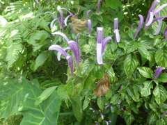 Poikilacanthus macranthus