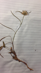 Phyteuma scheuchzeri