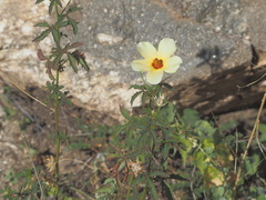 Hibiscus biseptus