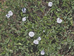 Jacquemontia pringlei