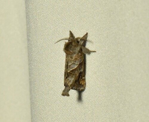 Striped Chocolate-tip Moth photo 3
