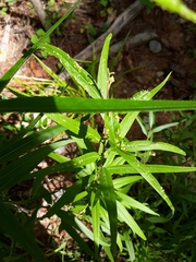 Aculus
