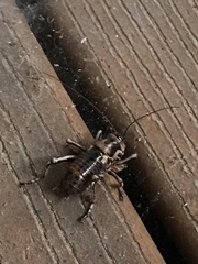 Cyphoderris