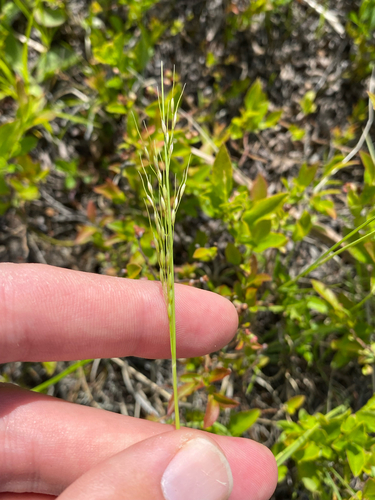 Canadian Ricegrass (Piptatheropsis canadensis)