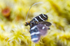 Adelidae