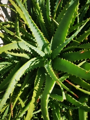 Aloe arborescens