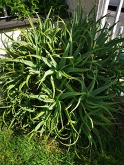 Aloe arborescens