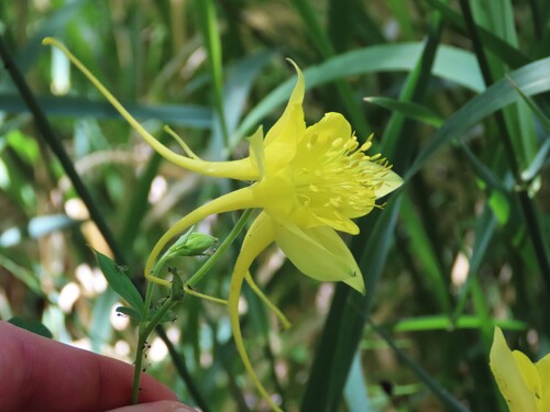 Aquilegia chrysantha iNat (3)