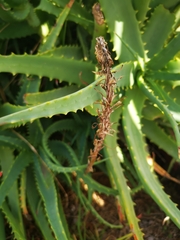 Aloe arborescens