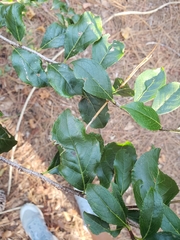 Ilex ambigua
