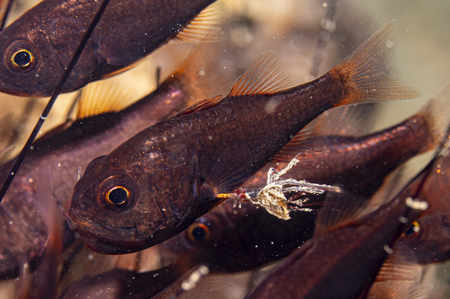 Siphamia fuscolineata observed 2025-06-15