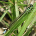 Western Forktail - Photo (c) Bob  Danley, some rights reserved (CC BY-NC)