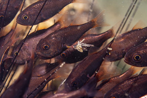 Brownline siphonfish (Siphamia fuscolineata) — Apogonidae — 3