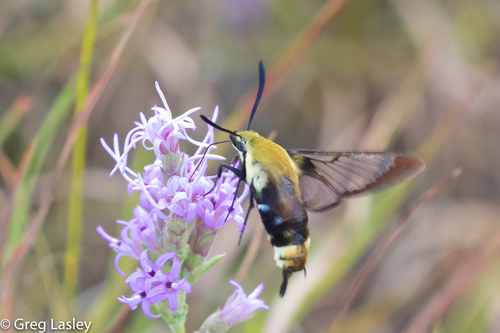 Snowberry Clearwing, photo 4 of 10