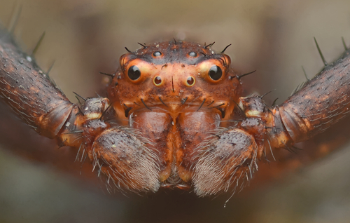 Tan crab spider photo 4