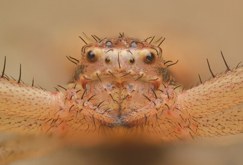 Xysticus auctificus photo 3