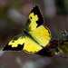 Mariposas Cara de Perro - Photo (c) Art Mur, algunos derechos reservados (CC BY-NC-ND), subido por Art Mur